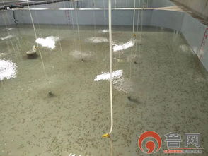 海緣養(yǎng)殖科技 以技術(shù)領(lǐng)域樹(shù)品牌，南苗北育模式促發(fā)展